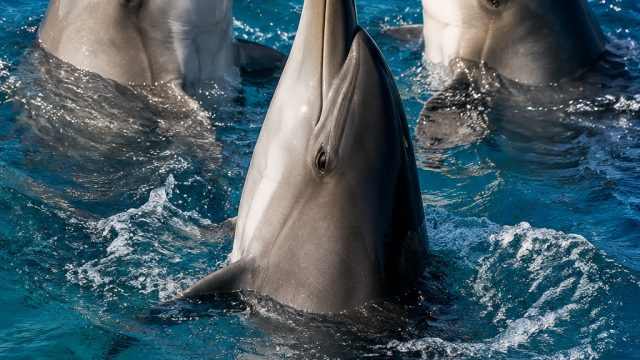 Dolphin Behavior Reveals Insights Into Female Mate Choices