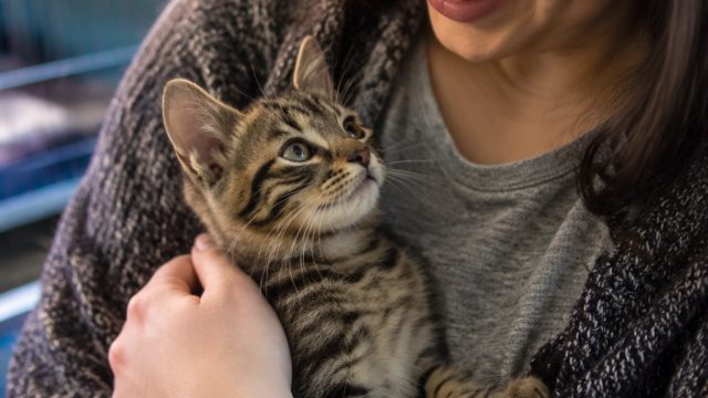 Unexpected Kitten Rescue: A Heartwarming Adoption Story