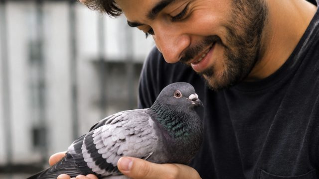When Pigeons Become Pets: A Heartwarming Rescue Story | raja royal slot, download pengamen cilik